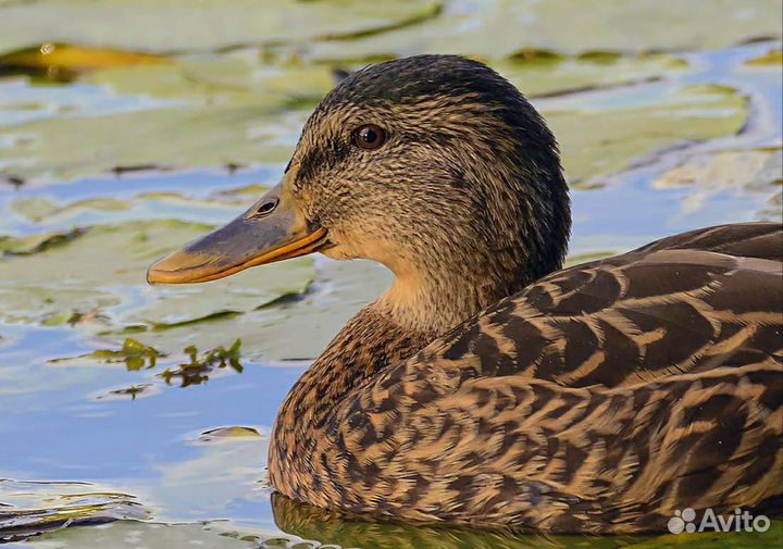 Утки кряковые (для охоты), селезни