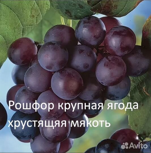 Саженцы винограда