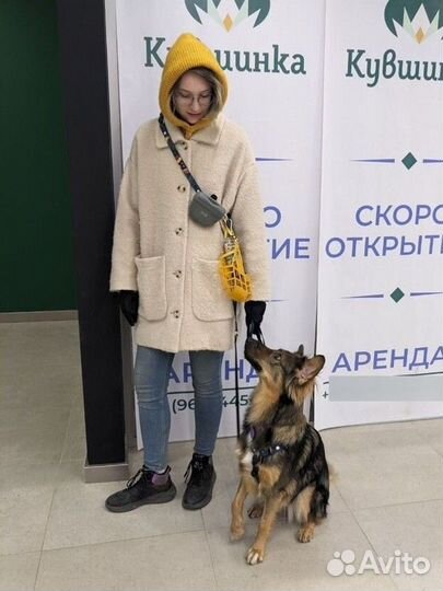 Выгул собак, догситтер, зооняня