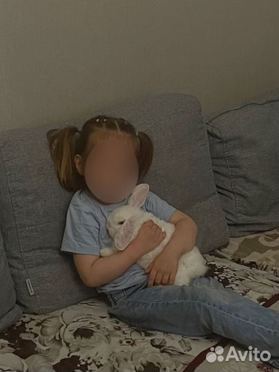 Кролик баран вислоухий