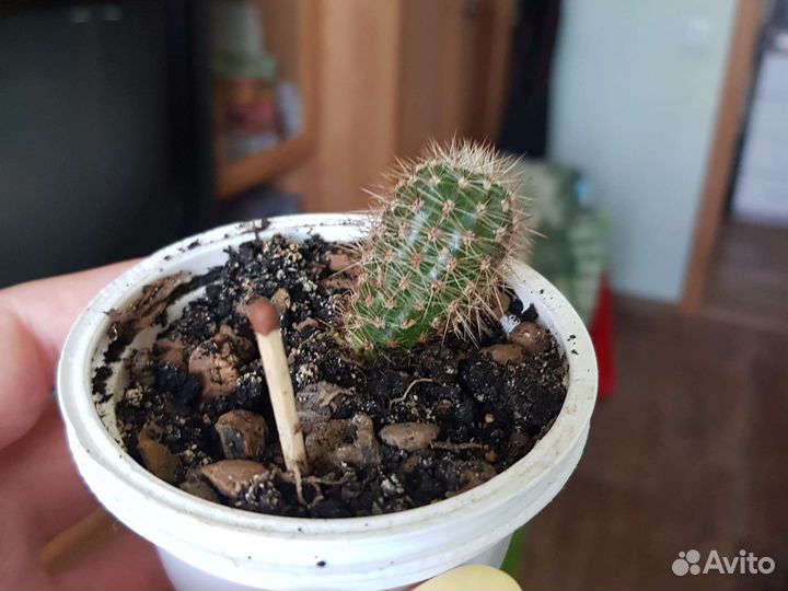 Комнатные растения бесплатно