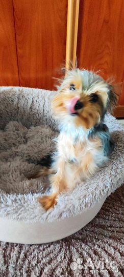 Собака в добрые руки щенок Йоркширский терьер