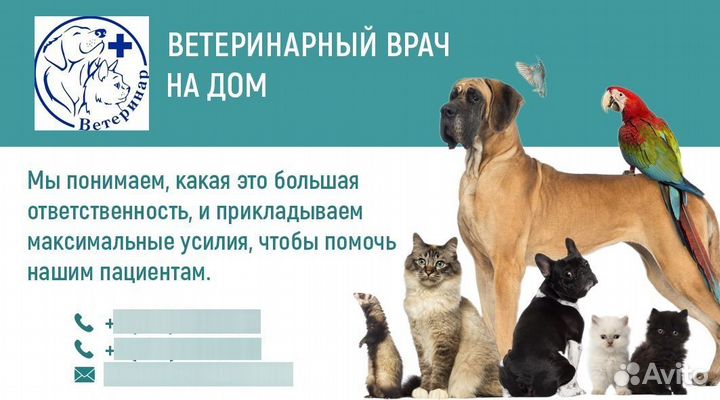 Ветеринарный врач выезд на дом