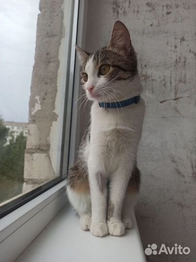 Кошка в добрые руки