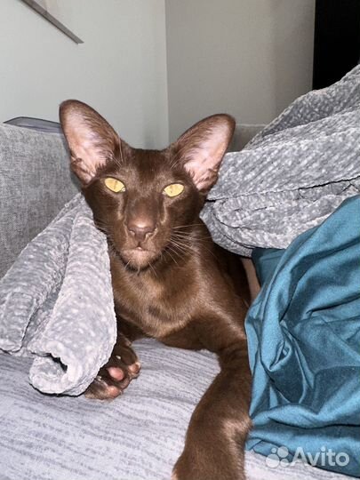 Ориентальная