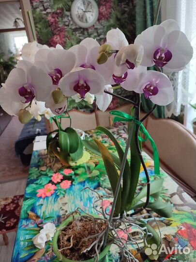 Орхидея, Олеандр, Амариллис, Фиалка и др
