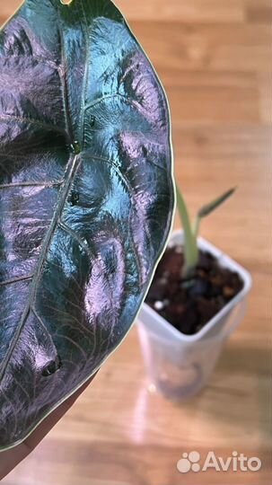 Алоказия Азлани клубни