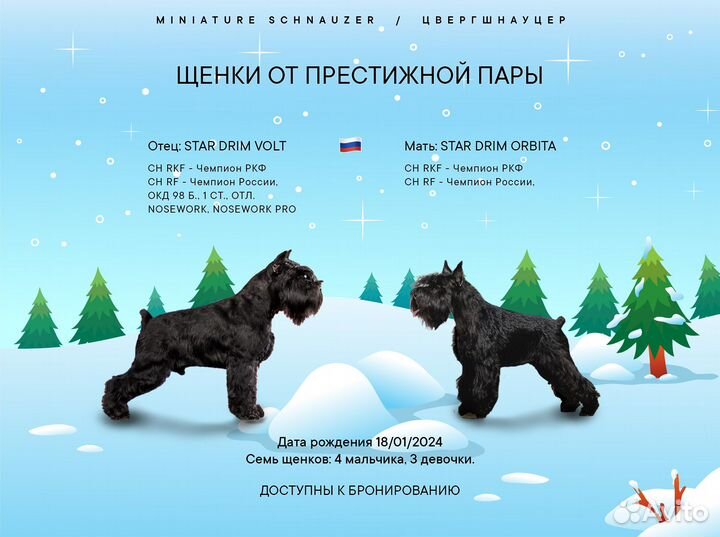 Щенки цвергшнауцера от престижной пары