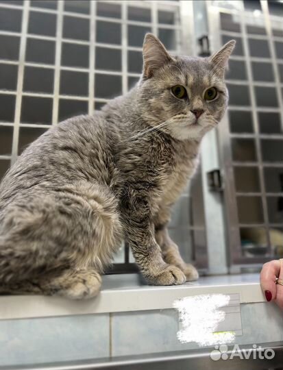 Британец кот, котик 1 год