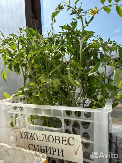 Перецы, баклажаны, помидоры, капуста, петунии