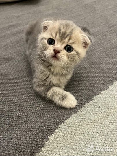 Британский кот вязка
