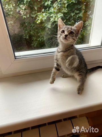 Ласковая сладкая котеночка объявление продам