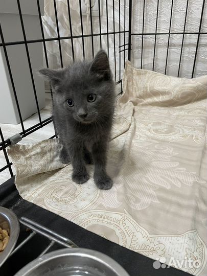 Котенок мальчик в добрые руки