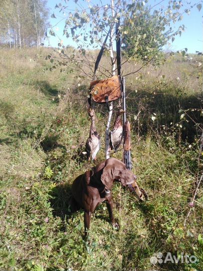 Курцхаар вязка