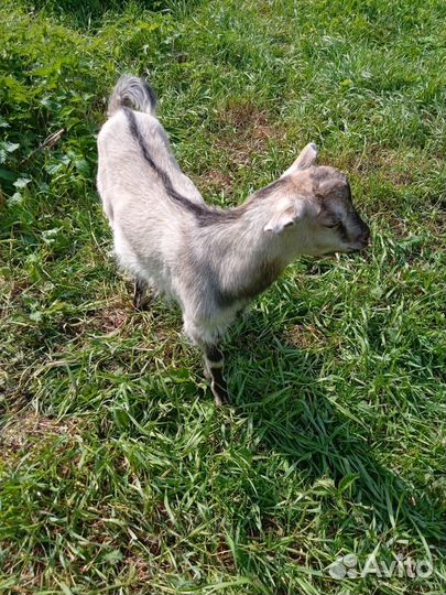 Альпийские козы