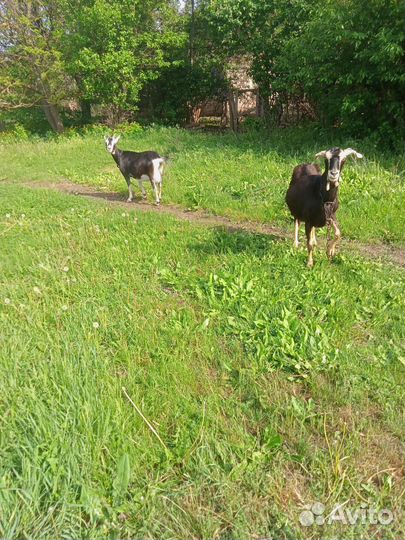 Продам дойных коз