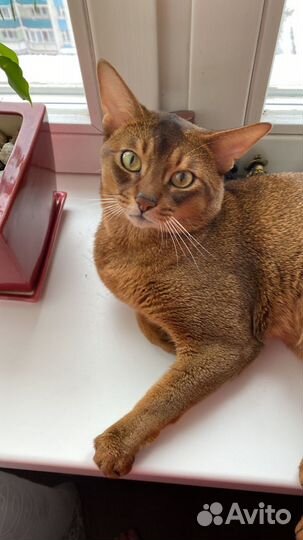 Абиссинская вязка