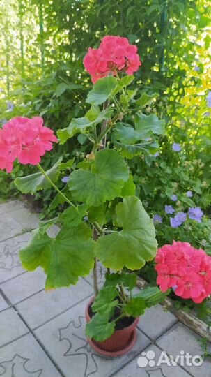 Цветы комнатные