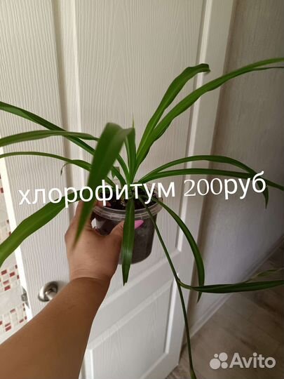 Хлорофитум