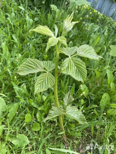 Саженцы ежевики садовой