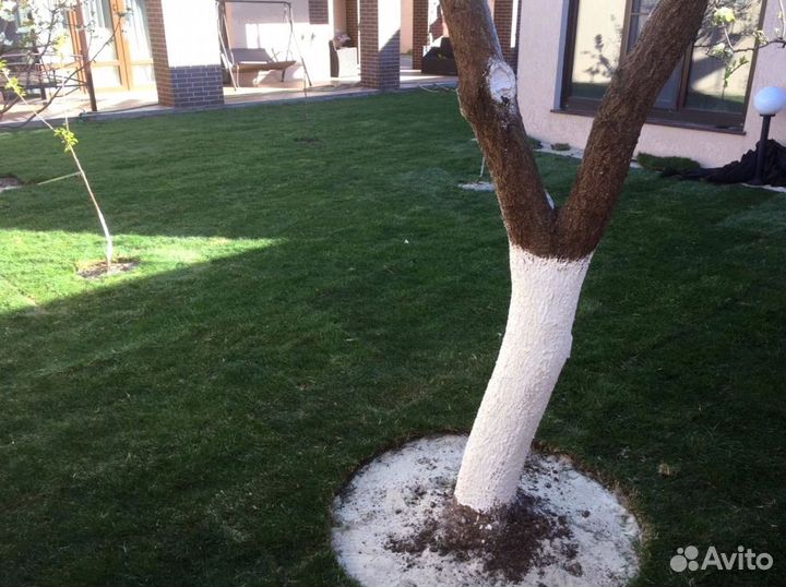 Рулонный газон