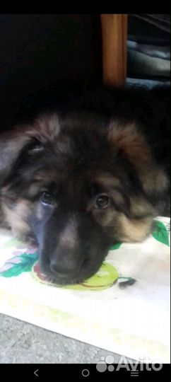 Щенок немецкой длинношерстной овчарки