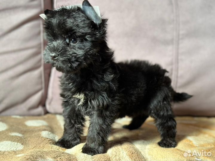 Щенки бивер йорка