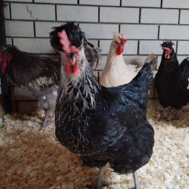 Инкубационное яйцо кур породы Русская хохлатая