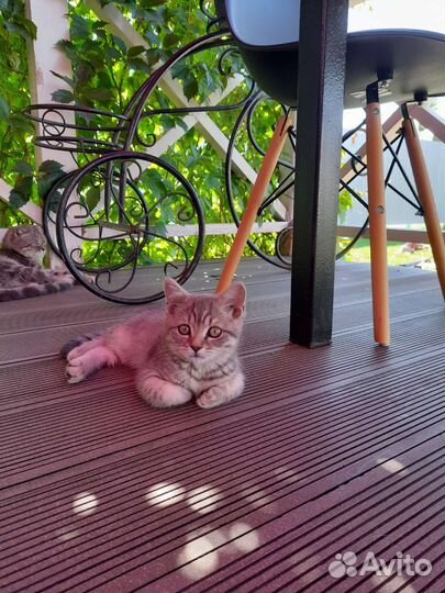 Кошка в дар бесплатно