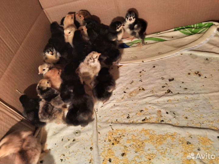 Цыплята брама и ункубацыоные яйца