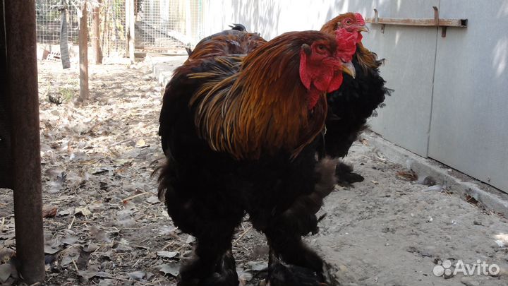 Петух брама