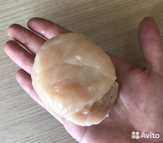 Гребешок гигантский