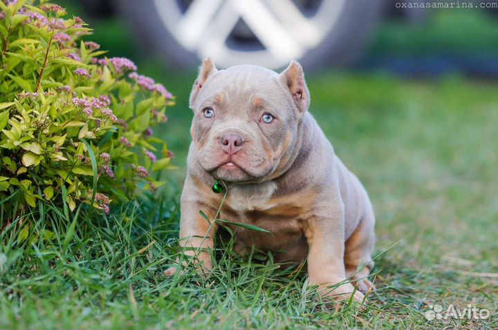 Американский булли микро экзот