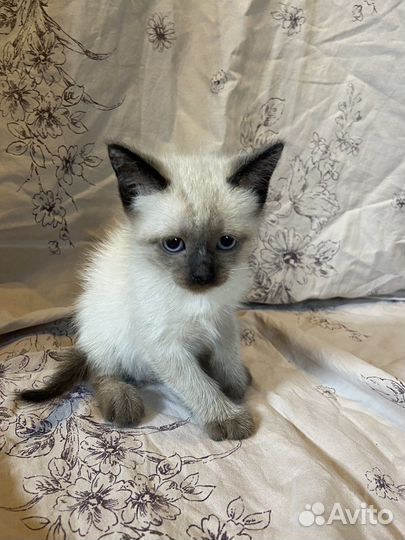 Тайские котята