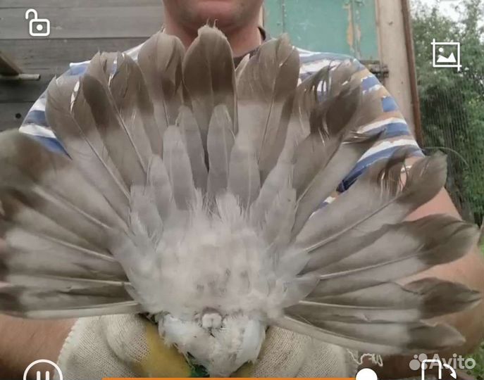 Николаевские голуби