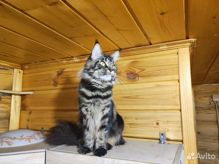 Кошечка Мейн Кун по имени Шива