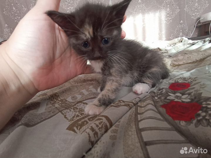 Кошка в дар