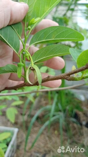 Аннона от рассады до цветущей