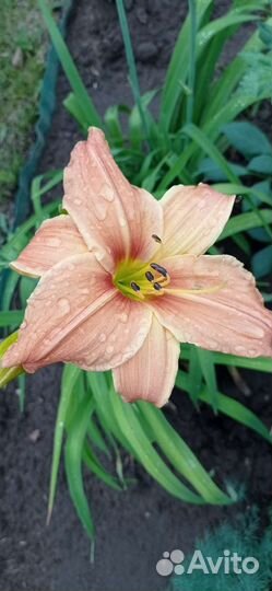 Садовые цветы