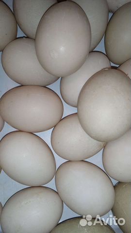 Яйцо мускусной утки,цесариное,белого Леггорна