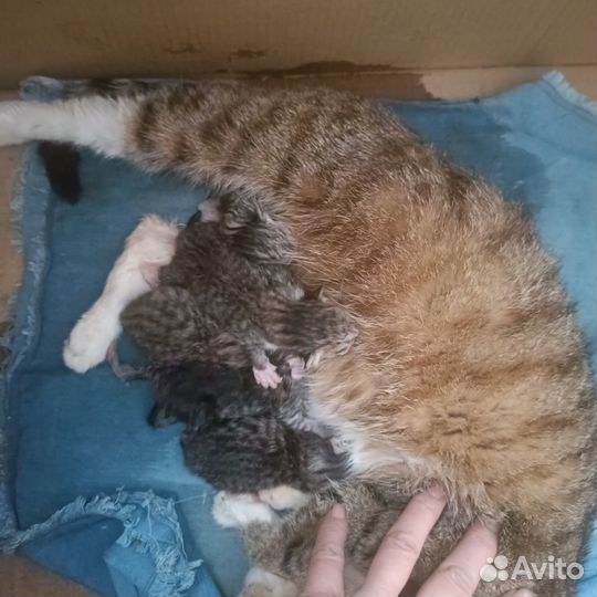 Подарю котят