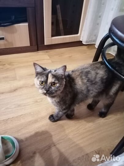 Отдам кошку в добрые руки