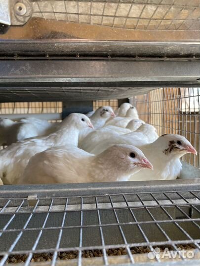 Перепела суточные