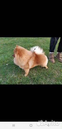 Вязка собак,померанский мини шпиц