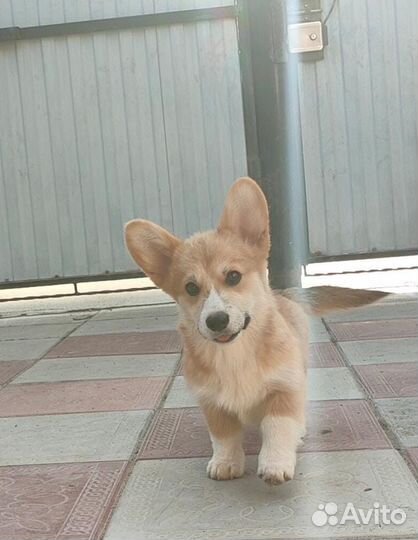 Вельштерьер