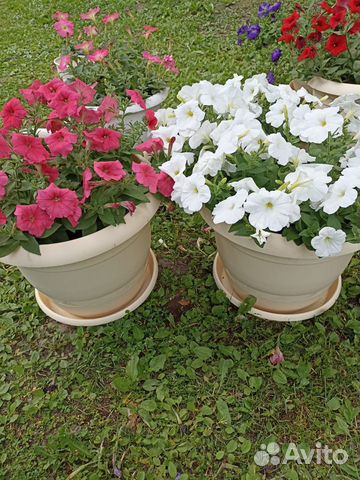 Рассада петунии