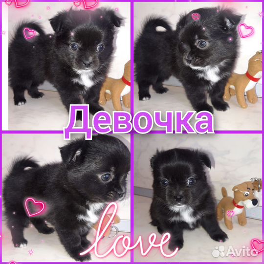 Маленькая собака шпиц/чихуахуа