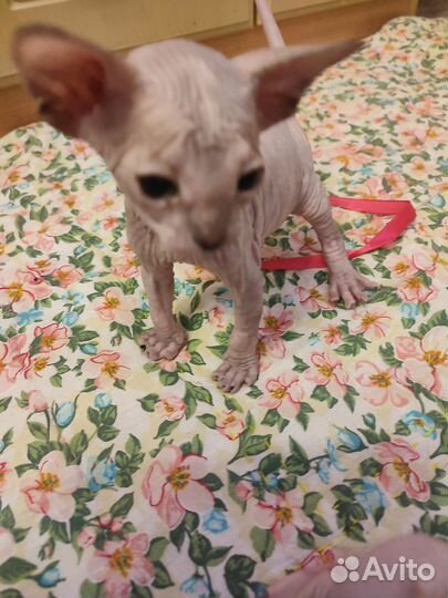 Котята сфинкс