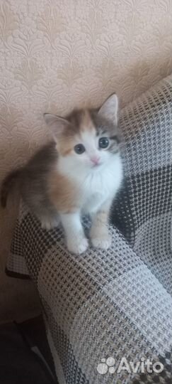 Подарю котят