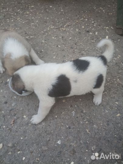 Щенки не чистокровные Среднеазиатская овчарка